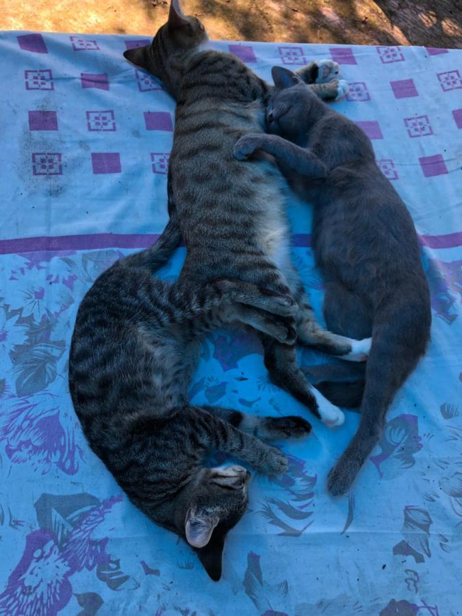 Hostel Eco ชากวี ภายนอก รูปภาพ